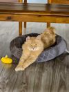 Creamsicle (Cheddar) photo 2