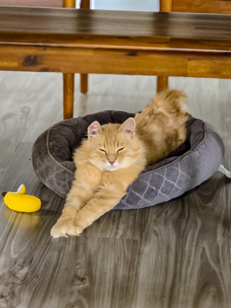 Creamsicle (Cheddar), an adoptable Domestic Medium Hair in Calgary, AB, T3S 0C5 | Photo Image 2