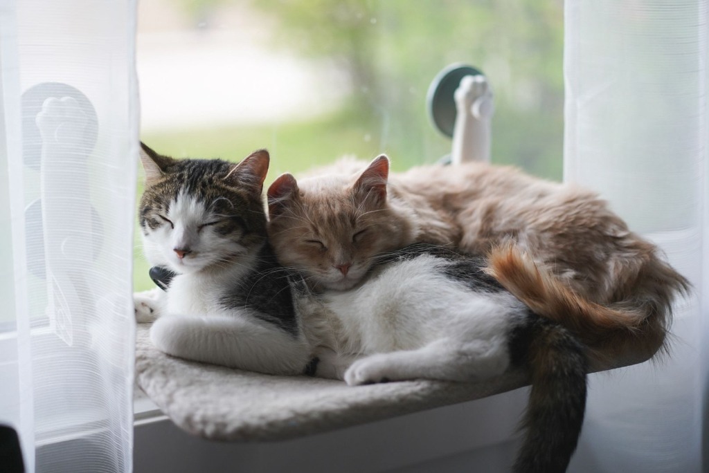 Creamsicle (Cheddar), an adoptable Domestic Medium Hair in Calgary, AB, T3S 0C5 | Photo Image 3