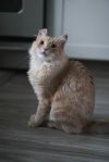 Creamsicle (Cheddar) photo 4