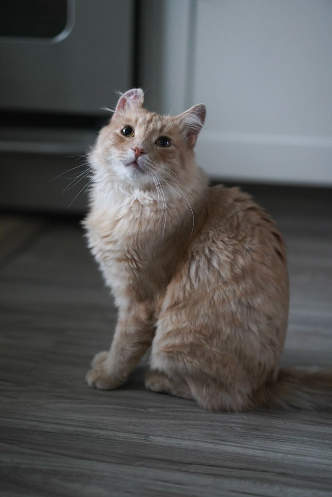 Creamsicle (Cheddar), an adoptable Domestic Medium Hair in Calgary, AB, T3S 0C5 | Photo Image 4
