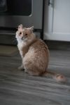 Creamsicle (Cheddar) photo 5