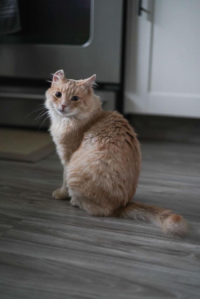 Creamsicle (Cheddar), an adoptable Domestic Medium Hair in Calgary, AB, T3S 0C5 | Photo Image 5