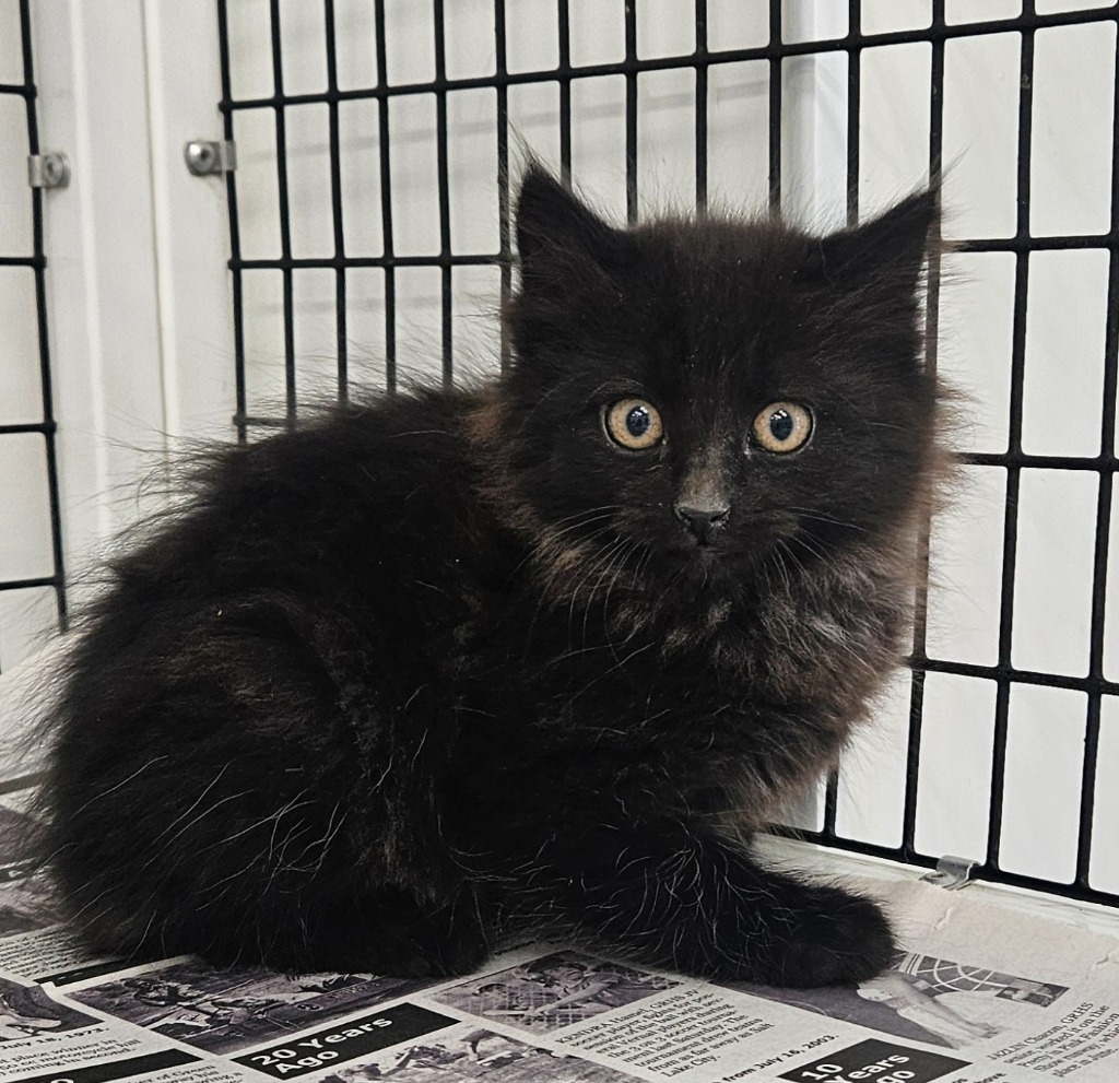 Habanero (Habi), an adoptable Domestic Long Hair in Green River, WY, 82935 | Photo Image 1