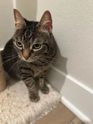 Jorge, Adult Male Domestic Short Hair