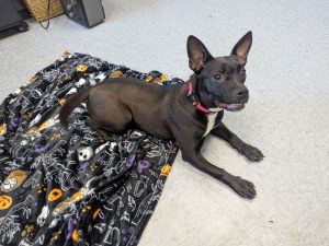 Auggie, Baby Female Pit Bull Terrier