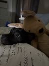 Auggie photo 5