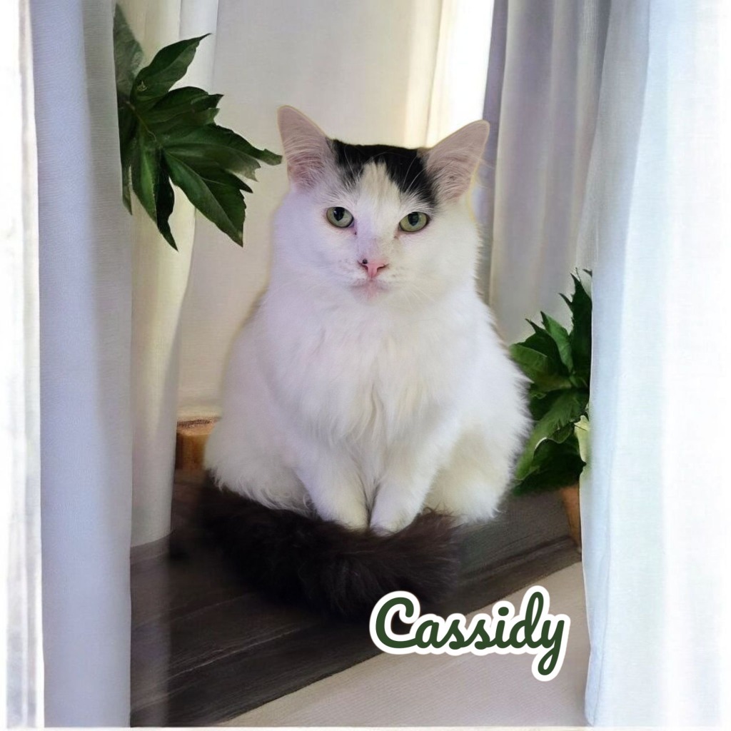 Cassidy