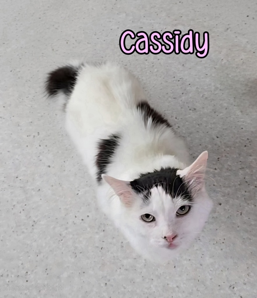 Cassidy