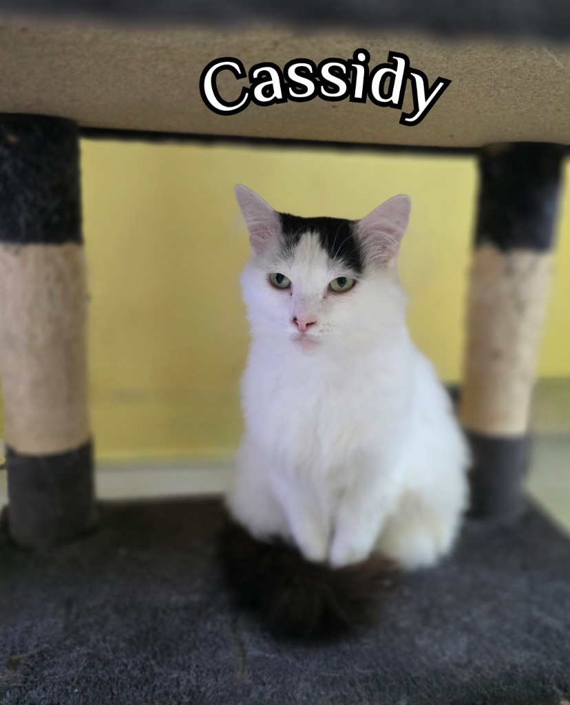 Cassidy