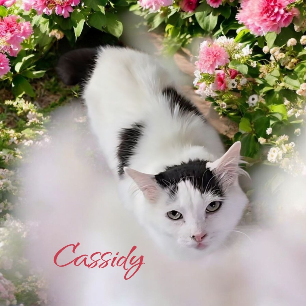 Cassidy
