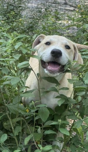 Flint, Baby Male Yellow Labrador Retriever