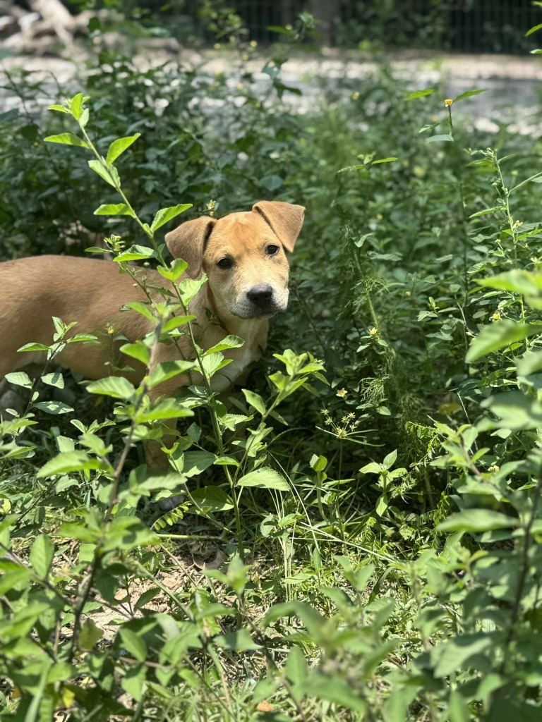 Savannah