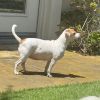 Marigold photo 5