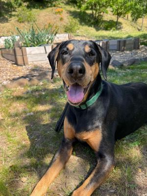 If you are interested in meeting any dog through the Doberman Rescue Pack please fill out our appl