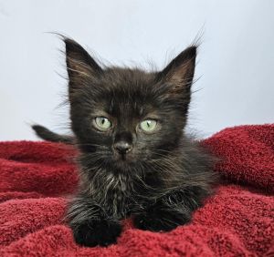 Robin, Baby Male Domestic Medium Hair