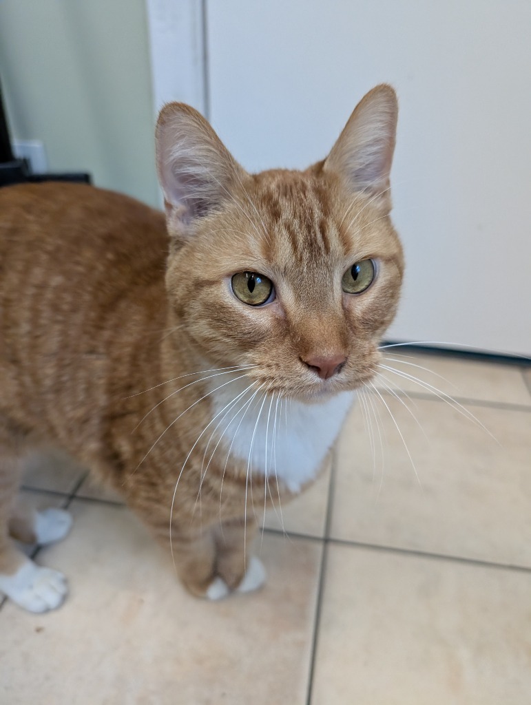 Garfield