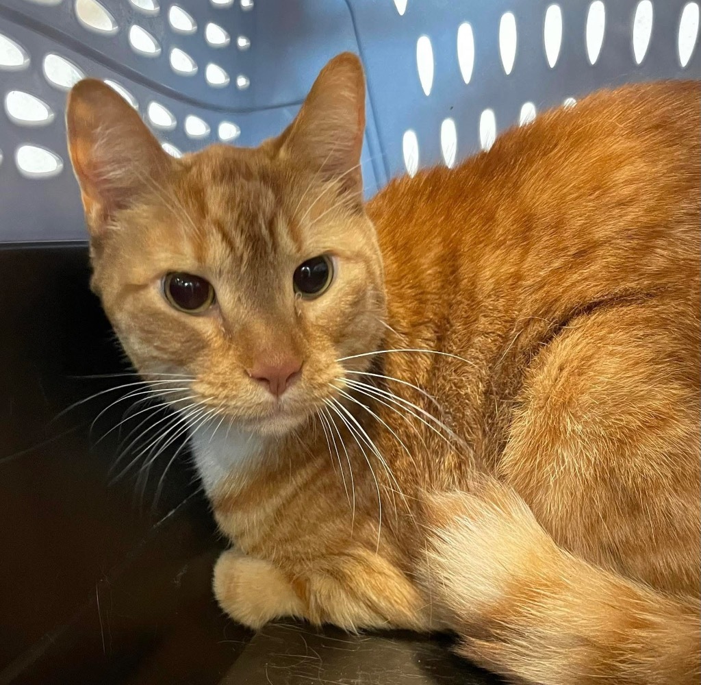 Garfield
