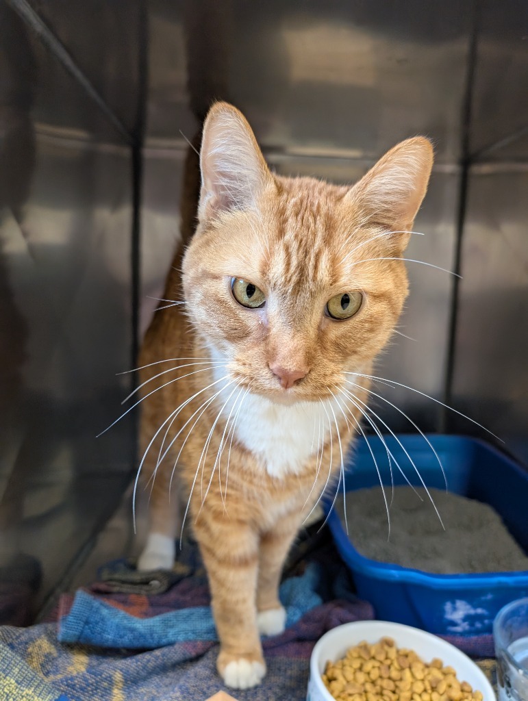 Garfield