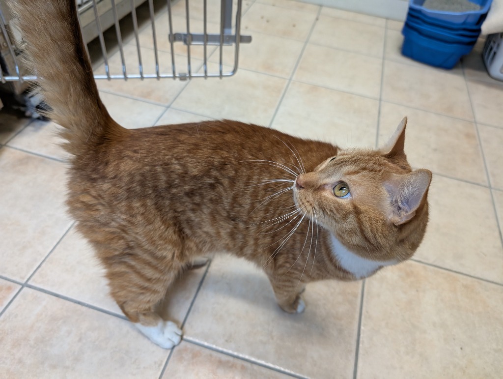 Garfield