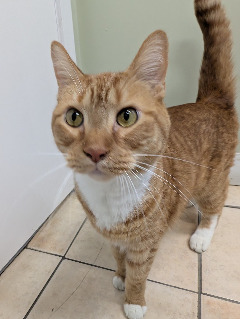 Garfield