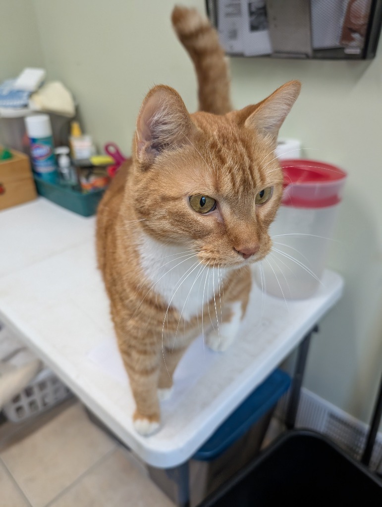 Garfield