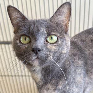 Hi My name is Macaron and Im at the Santa Barbara Campus Im a 1 year old female Domestic Shorth