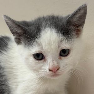 Hi there My name is Rabbit and Im at the Santa Maria Campus Im a 2 month old female domestic
