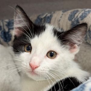 Hi there My name is Owl and Im at the Santa Maria Campus Im a 2 month old Female domestic