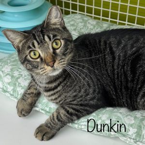 Dunkin, Young Male Domestic Short Hair