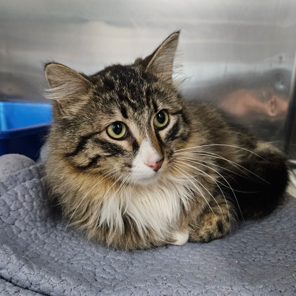 Fisher, an adoptable Domestic Long Hair in Idaho Falls, ID, 83402 | Photo Image 1