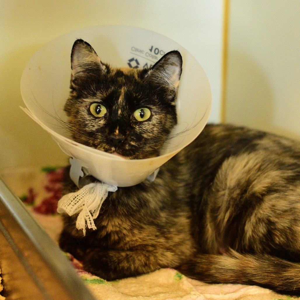Gwen, an adoptable Domestic Short Hair in Idaho Falls, ID, 83402 | Photo Image 1