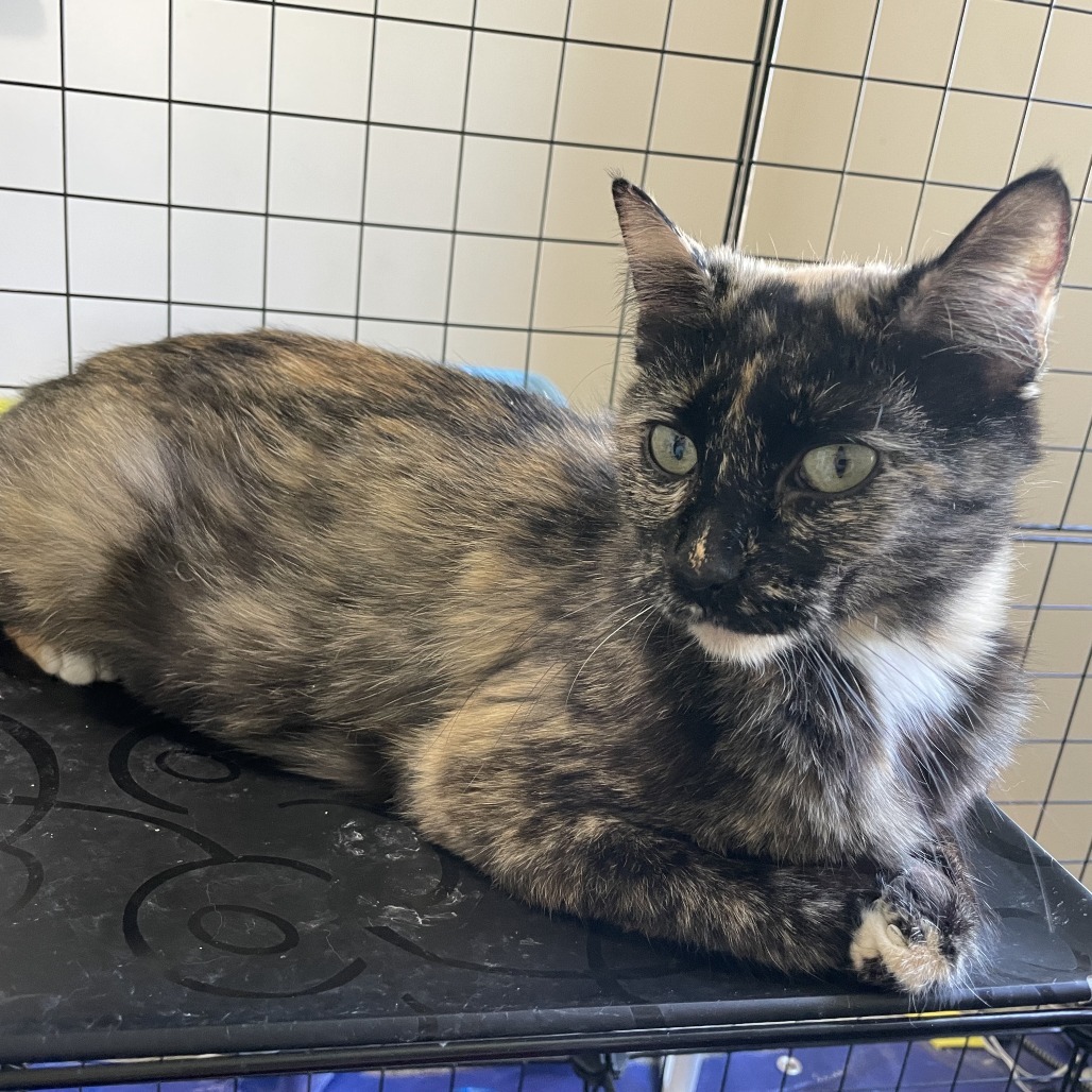 Gwen, an adoptable Domestic Short Hair in Idaho Falls, ID, 83402 | Photo Image 2