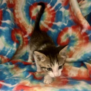 Sashimi, Baby Female Domestic Short Hair