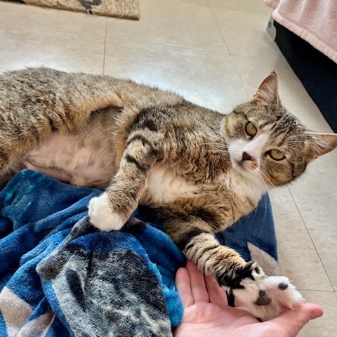 Chai, an adoptable Domestic Short Hair in Talent, OR, 97540 | Photo Image 1