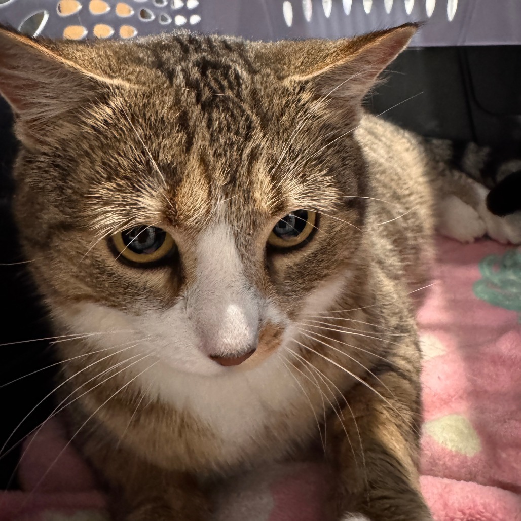 Chai, an adoptable Domestic Short Hair in Talent, OR, 97540 | Photo Image 2