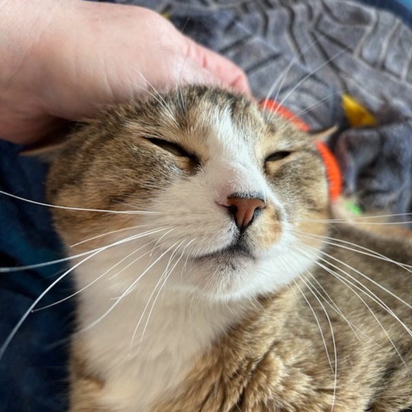 Chai, an adoptable Domestic Short Hair in Talent, OR, 97540 | Photo Image 3