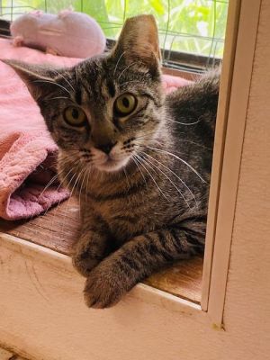 Babette, Young Female Domestic Short Hair