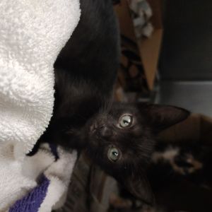 Cayen, Baby Female Domestic Short Hair