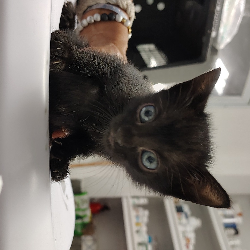 Cayen, an adoptable Domestic Short Hair in Vieques, PR, 00765 | Photo Image 2