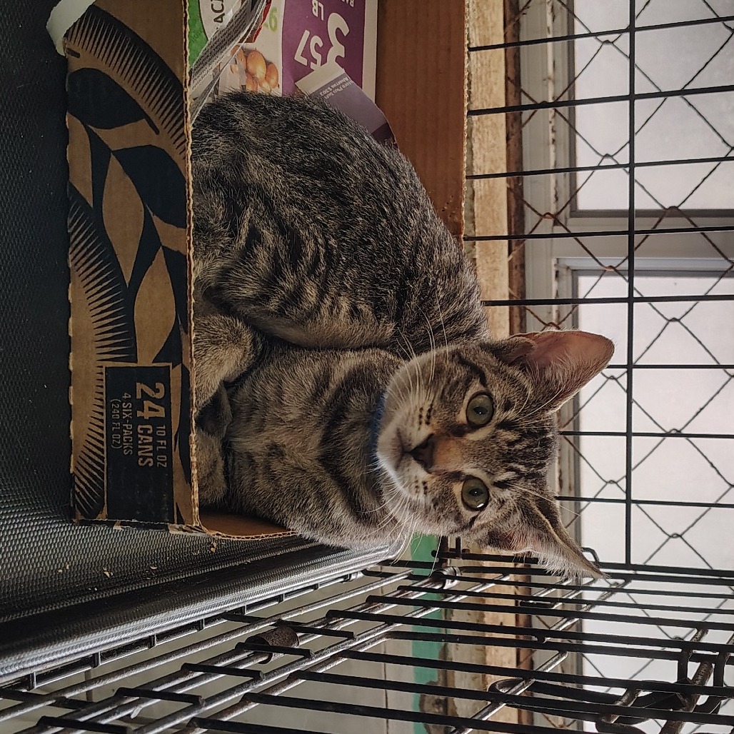Oregana, an adoptable Domestic Short Hair in Vieques, PR, 00765 | Photo Image 1