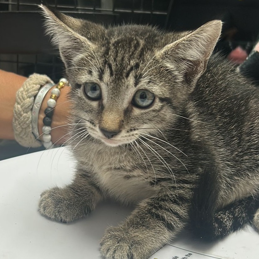 Oregana, an adoptable Domestic Short Hair in Vieques, PR, 00765 | Photo Image 2