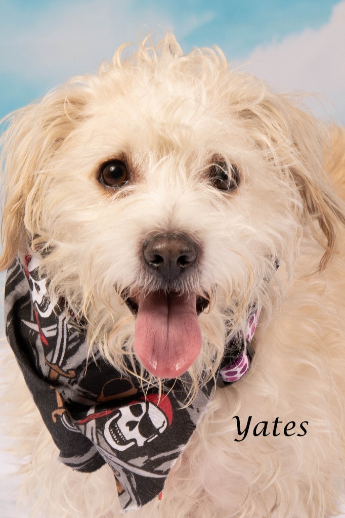 Yates