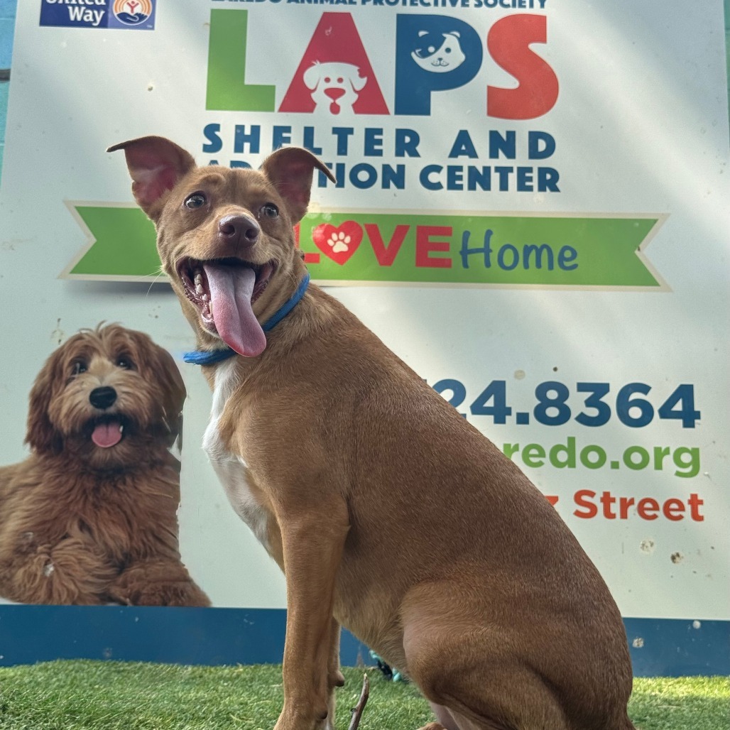 Polin, an adoptable Pointer, Mixed Breed in Laredo, TX, 78041 | Photo Image 1