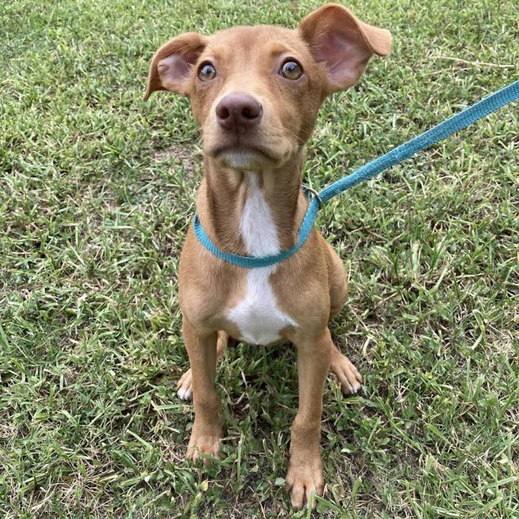 Polin, an adoptable Pointer, Mixed Breed in Laredo, TX, 78041 | Photo Image 2
