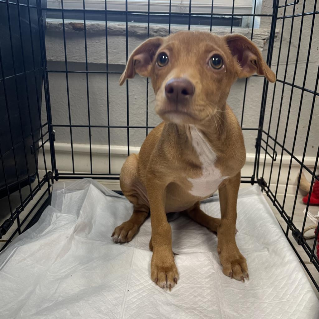Polin, an adoptable Pointer, Mixed Breed in Laredo, TX, 78041 | Photo Image 3