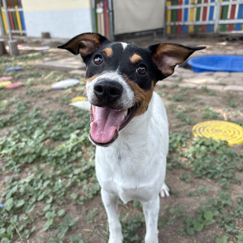 Cowboy, an adoptable Australian Cattle Dog / Blue Heeler in Laredo, TX, 78041 | Photo Image 1