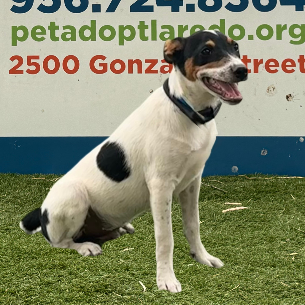 Cowboy, an adoptable Australian Cattle Dog / Blue Heeler in Laredo, TX, 78041 | Photo Image 2