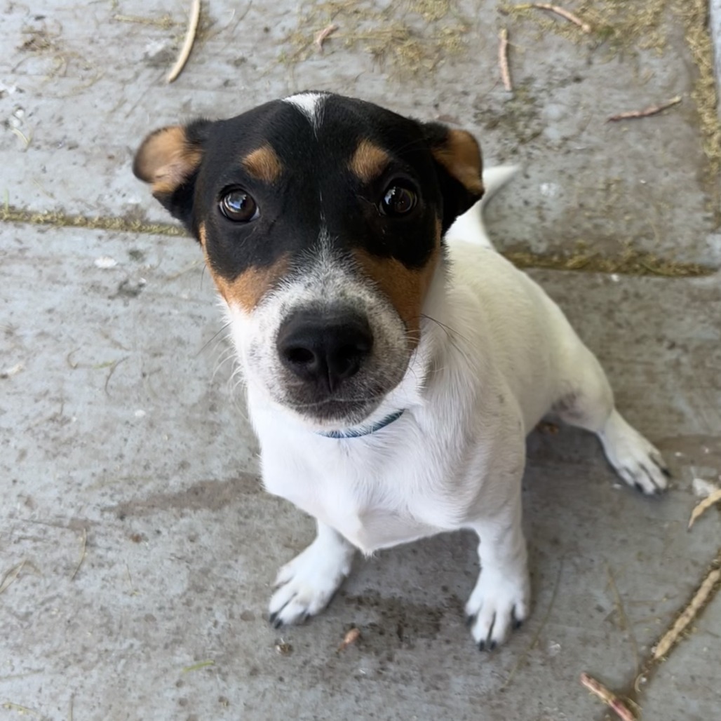 Cowboy, an adoptable Australian Cattle Dog / Blue Heeler in Laredo, TX, 78041 | Photo Image 3