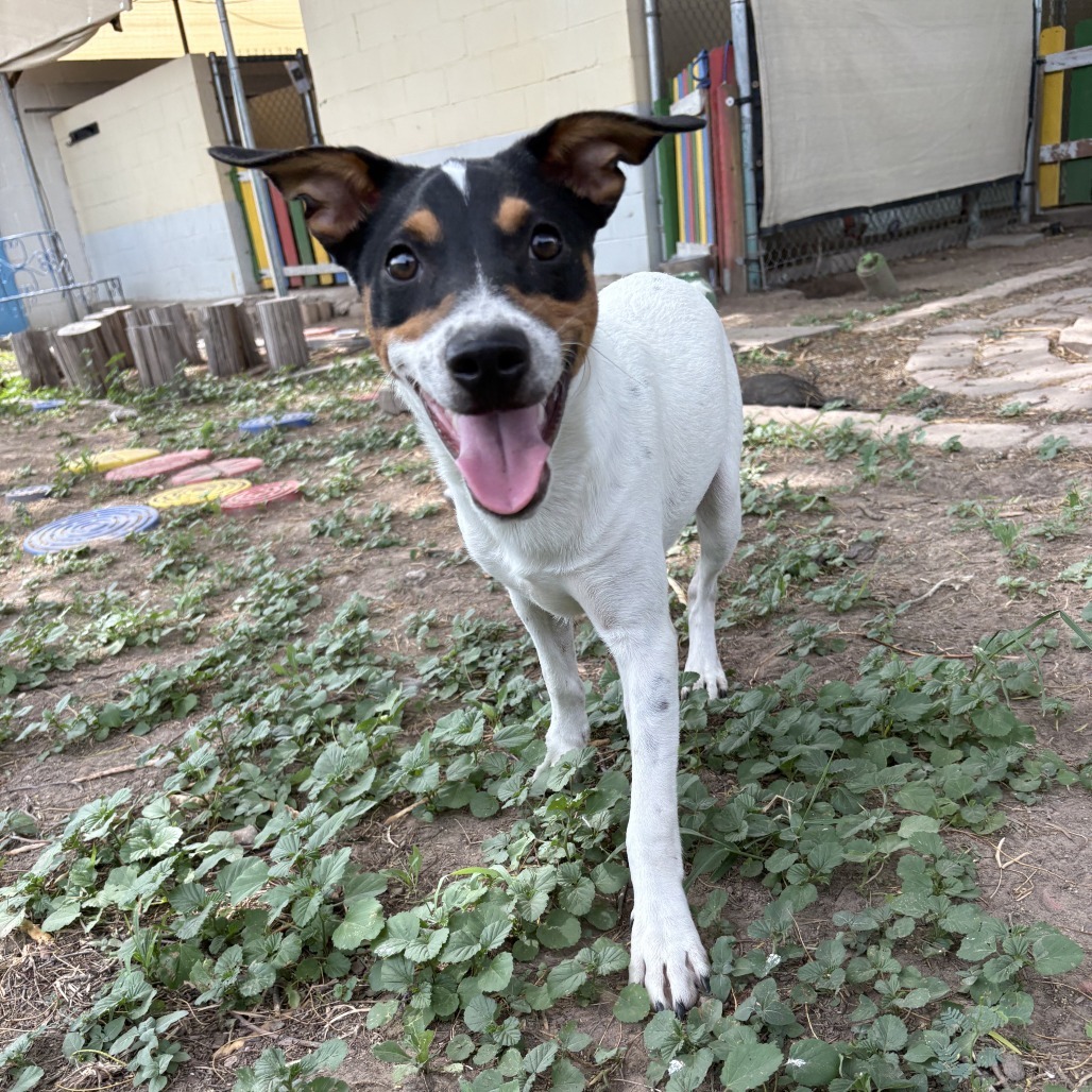 Cowboy, an adoptable Australian Cattle Dog / Blue Heeler in Laredo, TX, 78041 | Photo Image 4